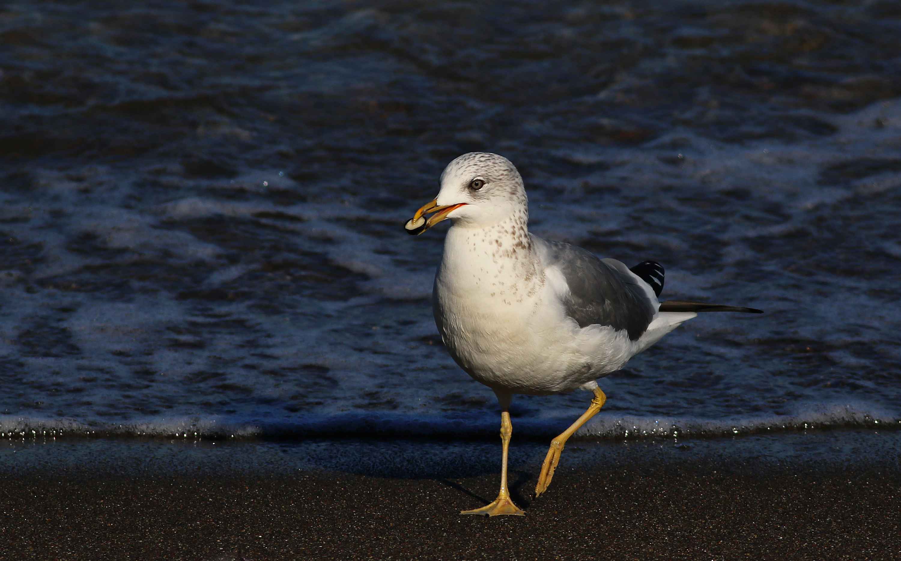 Mew Gull